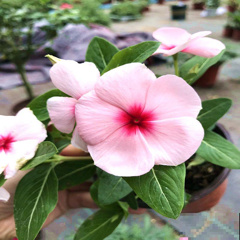 一种花名叫“天天开”,修剪一下,还能长成小花树! 一种花名叫“天天开”,修剪一下,还能长成小花树!