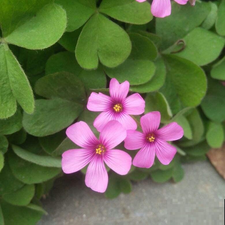 3种“老牌网红花”,经历了时间的沉淀,发现是真的好养 3种“老牌网红花”,经历了时间的沉淀,发现是真的好养