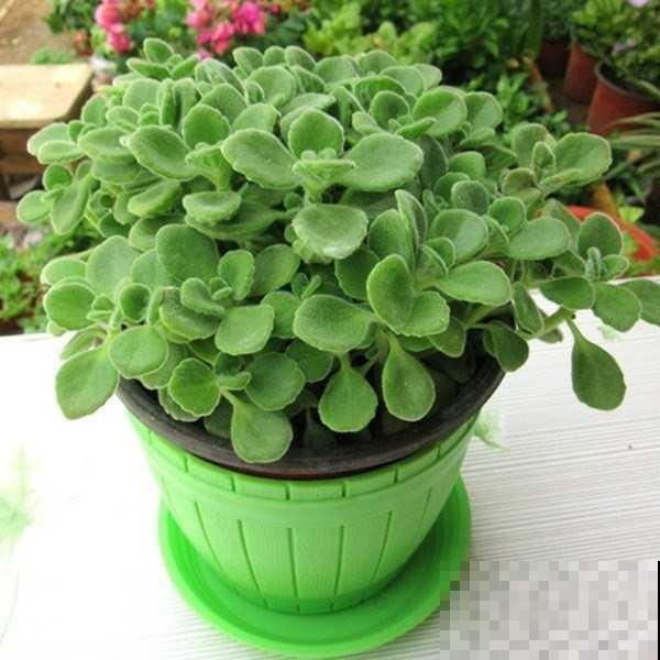 花香味浓的植物，有的人觉得香，有的人觉得臭