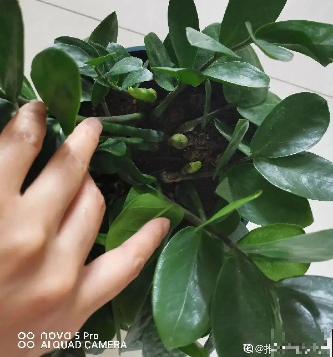 初春浇水要谨慎，浇水浇不对，小心全军覆没