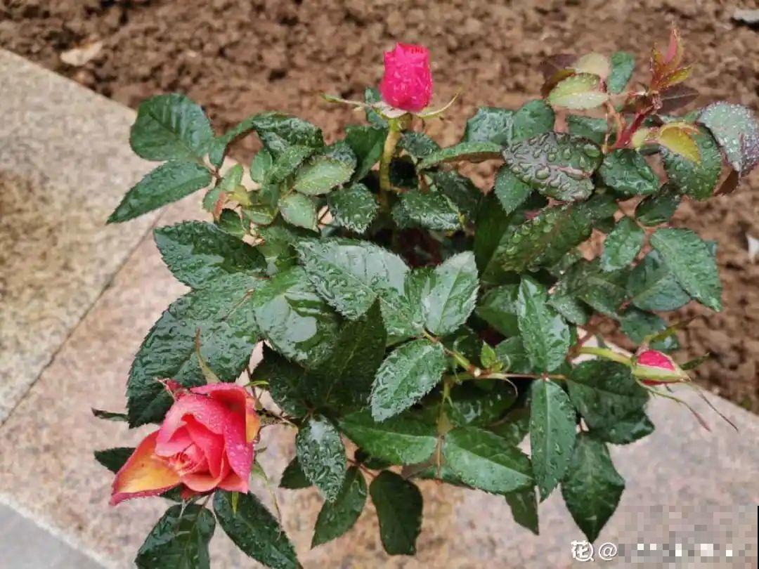 月季现在赶紧施肥，不然越长越差，上肥后月月开花