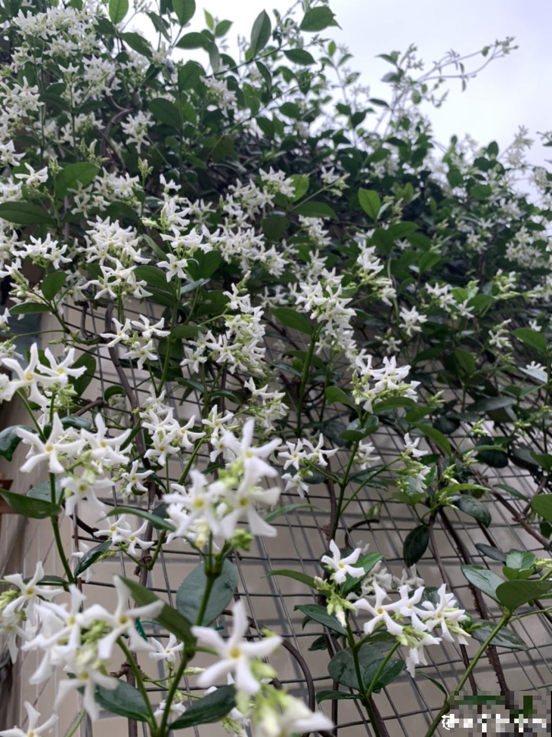 家里养盆香水花，满屋子飘香，还能净化空气