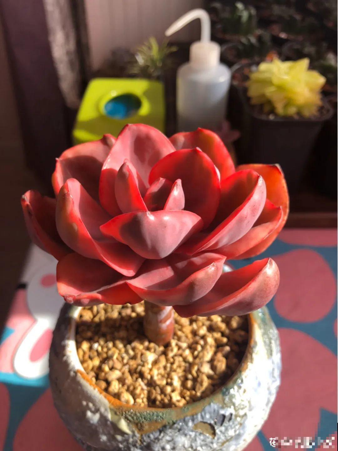 室内养多肉,也能养出水晶果冻色,任谁看到都说好 室内养多肉,也能养出水晶果冻色,任谁看到都说好