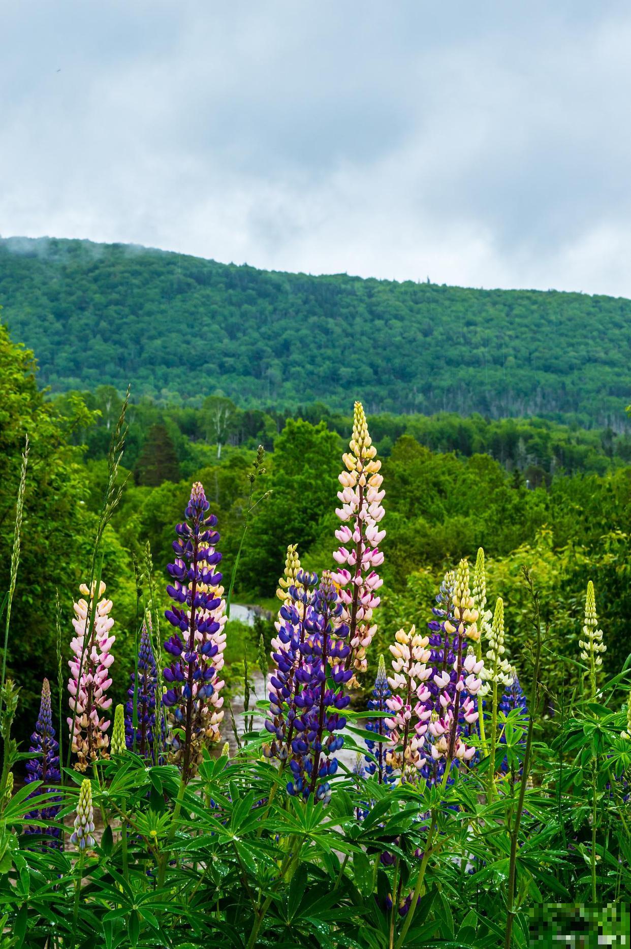 如果我有院子，一定种这3种花，天天有花赏！