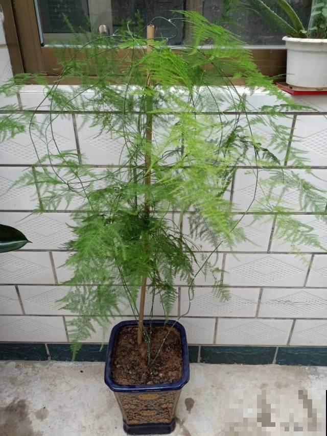 文竹总黄叶，要及时剪掉，新叶子才会继续长