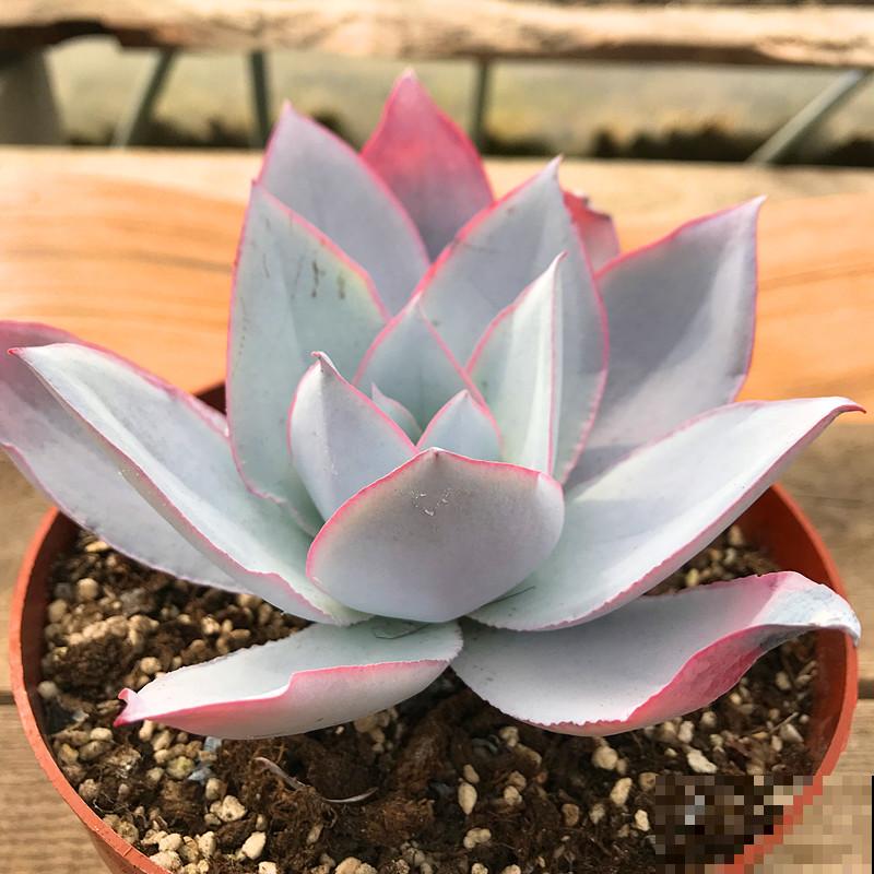 多肉中的“薄叶三仙”，仙气飘飘惹人喜爱，只养一盆都不够