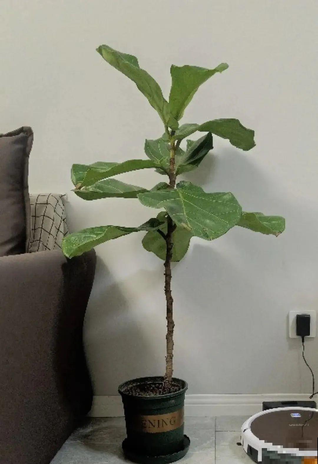 春天给花修剪,花才能呼呼开,俩月开爆盆 春天给花修剪,花才能呼呼开,俩月开爆盆