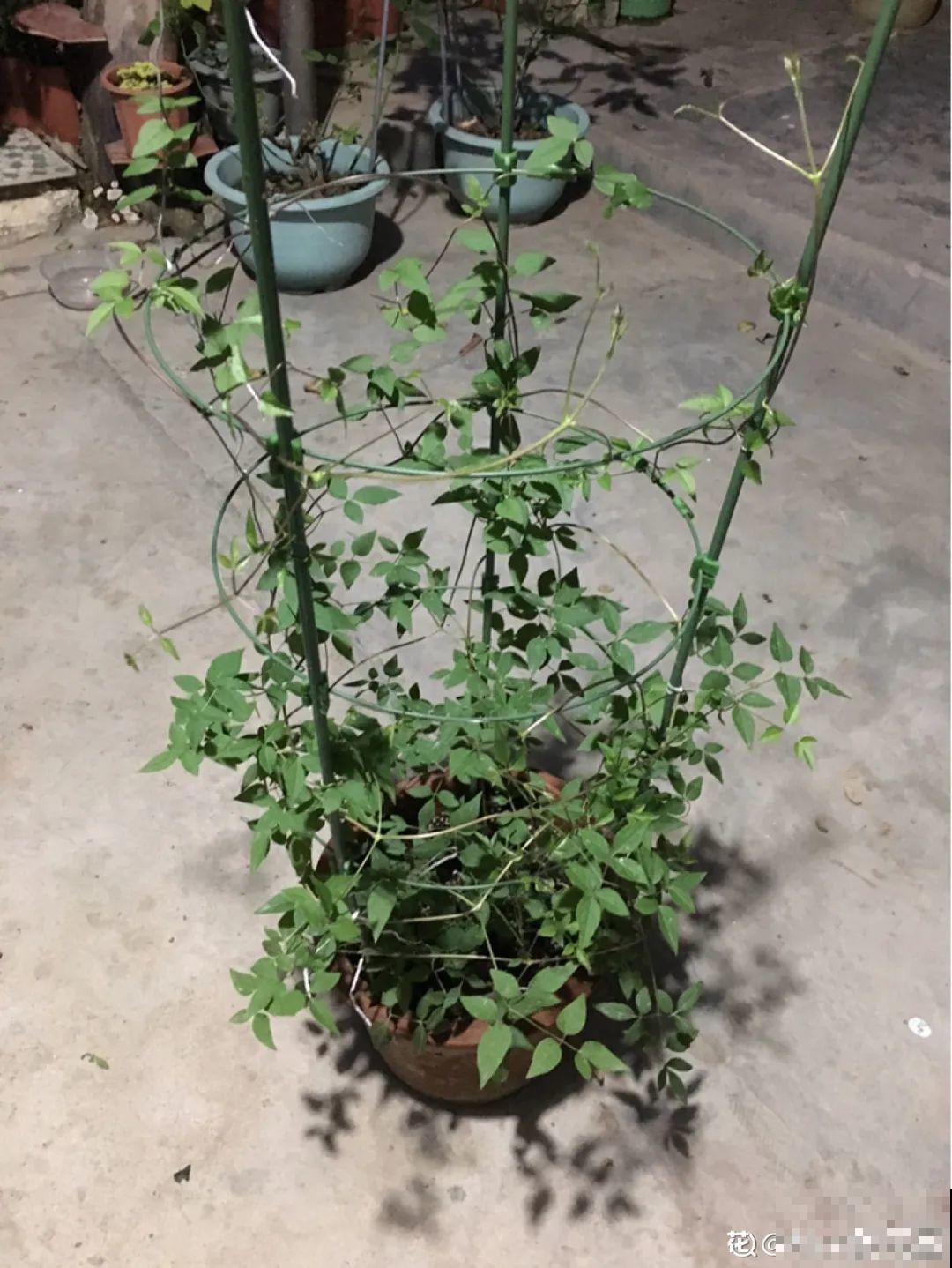 8种花开始慢慢睡醒了， 现在长得正旺，多浇水施肥， 开花更多！