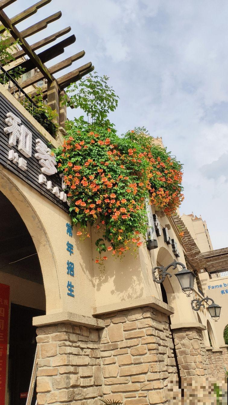 7种“美人爬藤花”,开花超美,颜色也好看 7种“美人爬藤花”,开花超美,颜色也好看