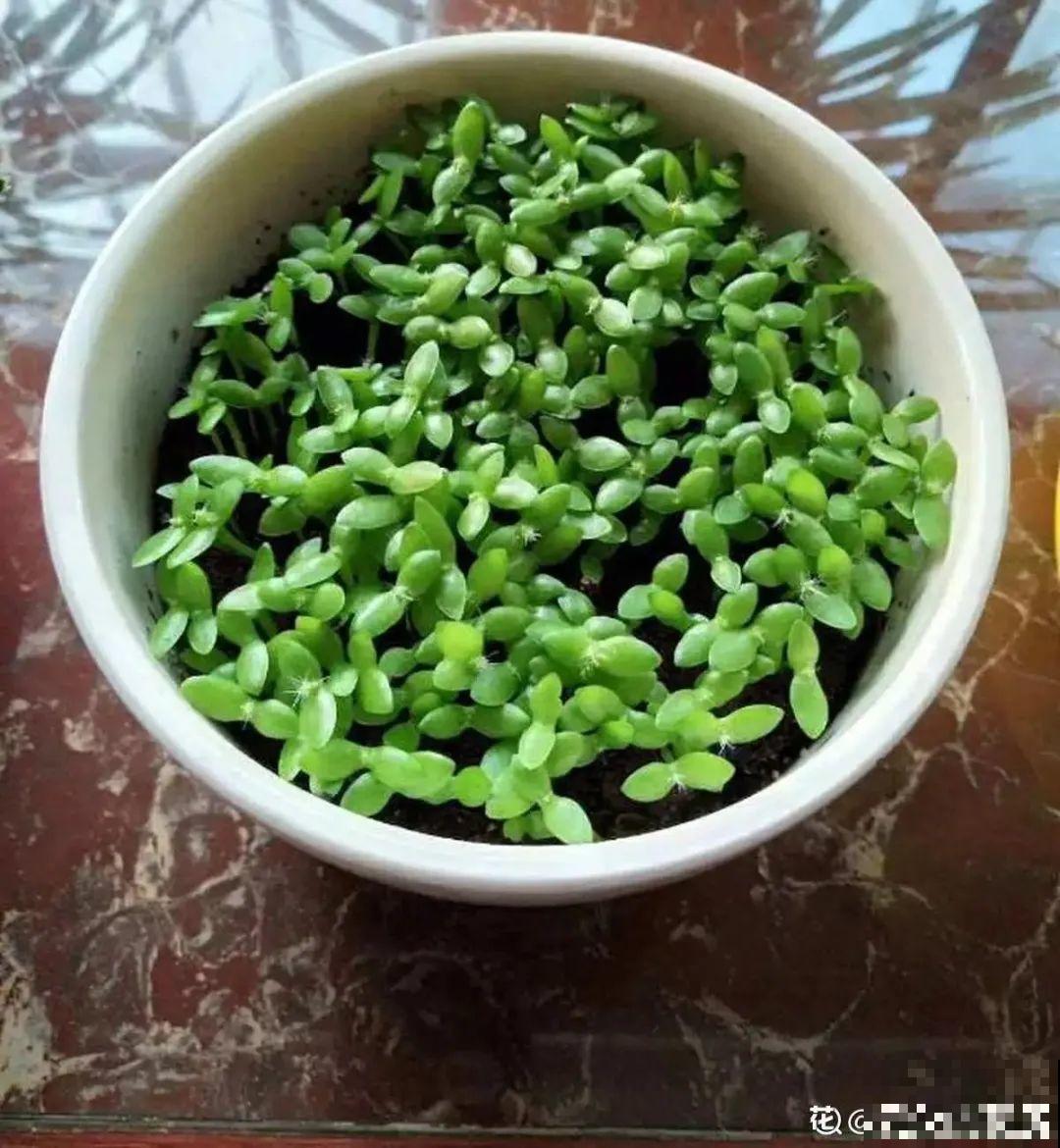 玉米棒子插水里，比绿植长得快，长成清新小盆栽