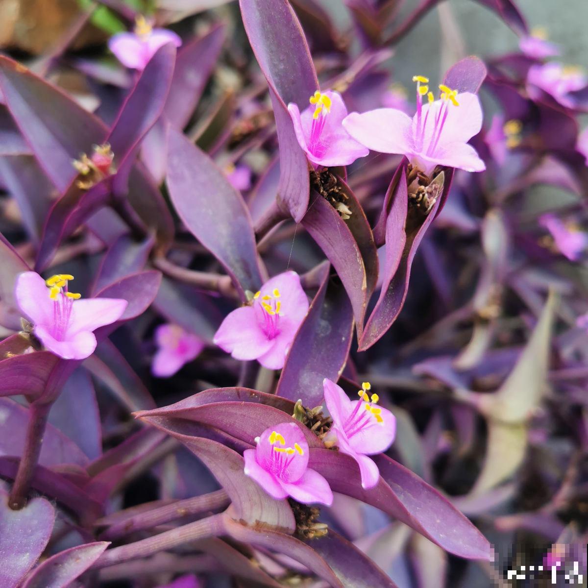 3种花太强悍,钻到墙缝、地缝都能活,夏天照样开花! 3种花太强悍,钻到墙缝、地缝都能活,夏天照样开花!