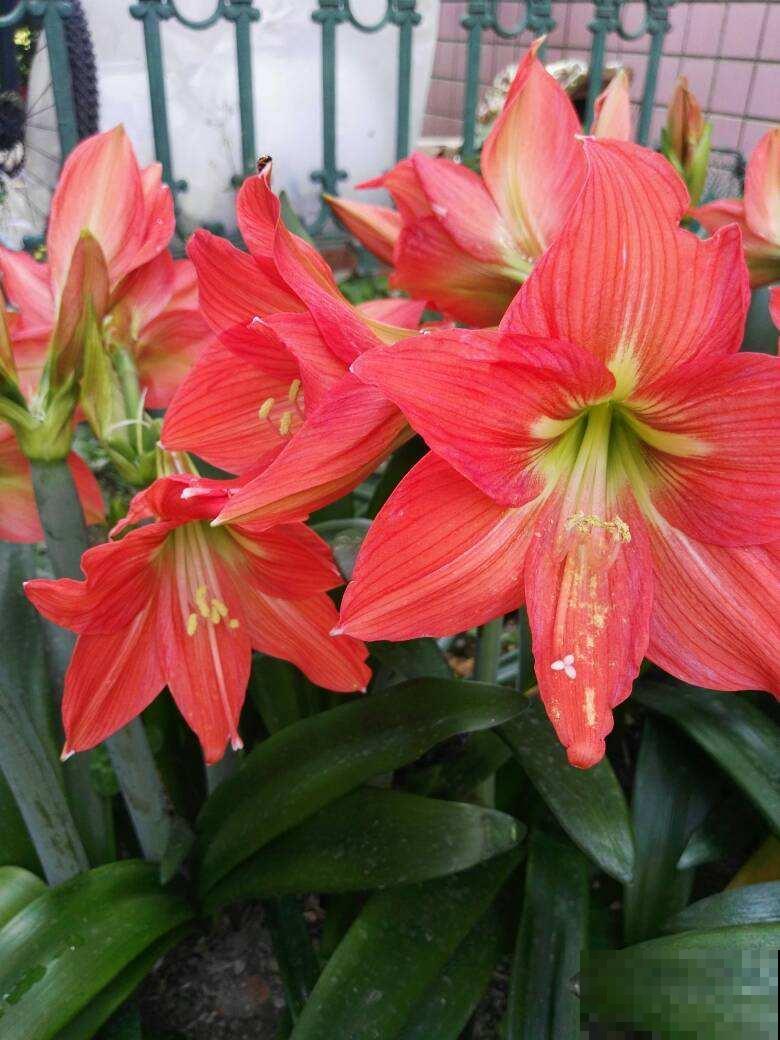 北方的楼房里养花，要选对品种，照样养得旺