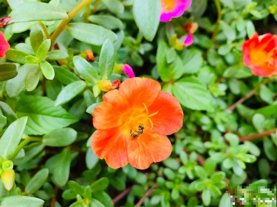 家里养盆“省心”花,自己开花自己结种,不用再买花种了 家里养盆“省心”花,自己开花自己结种,不用再买花种了