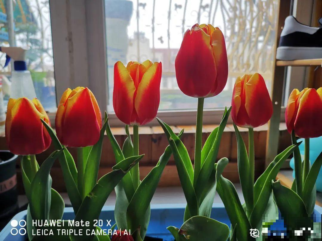 春天逛花市，过季花现在不能买，白花钱活不久