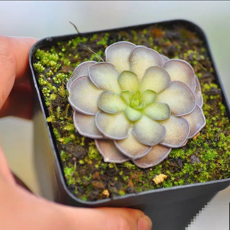 家里养盆“驱虫花”，蚊虫全被吓跑了，夜夜睡的香！