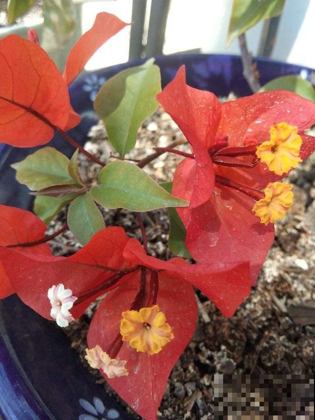 出差前让室友帮忙养花，没想到因为一句话，花就被剪成了“秃子”