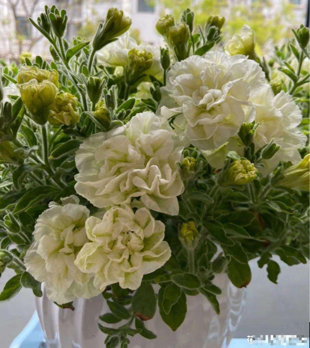 春天养盆绿色花,看着清爽干净,今年一定要养一盆 春天养盆绿色花,看着清爽干净,今年一定要养一盆