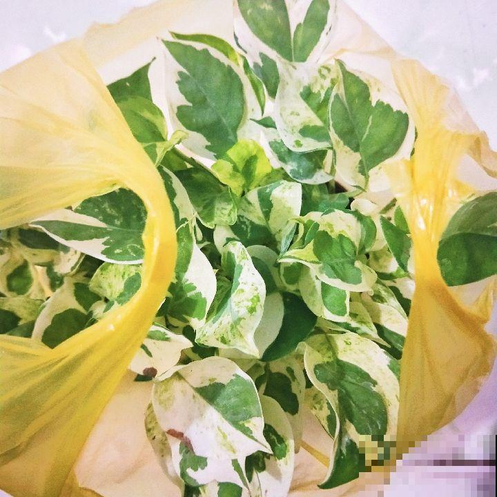 万千人宠爱耐阴花，叶子美得像油画，开花像个小荷包