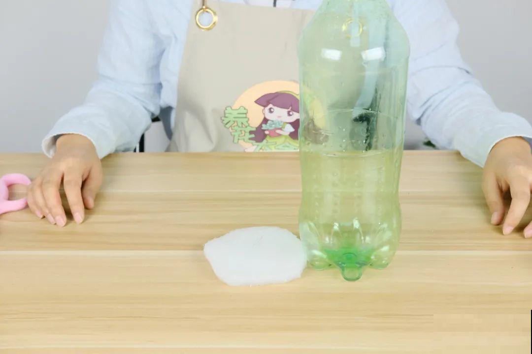 11种常见花，现在扦插，成活率特高