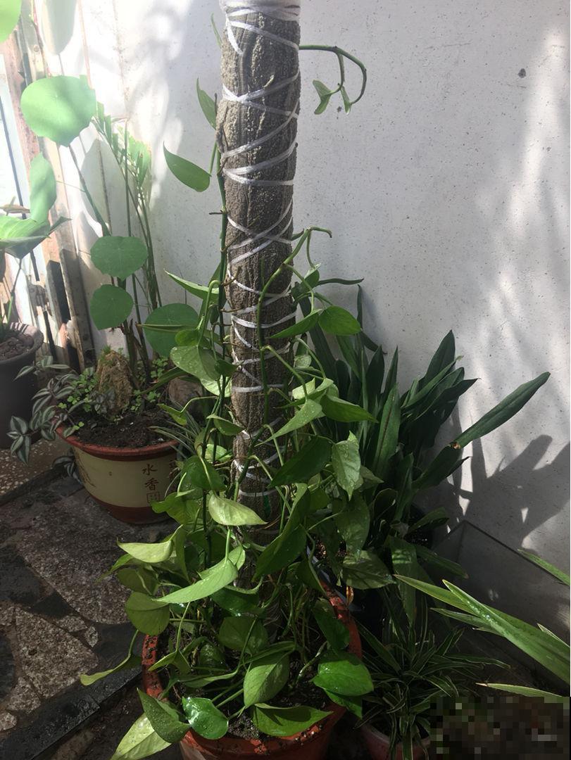 养在家里的大型绿植,盆盆都能长到一米二,气质优雅独特 养在家里的大型绿植,盆盆都能长到一米二,气质优雅独特