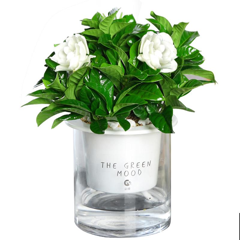 3种夏天“移动香水”，开花旺盛，满屋子都是香味