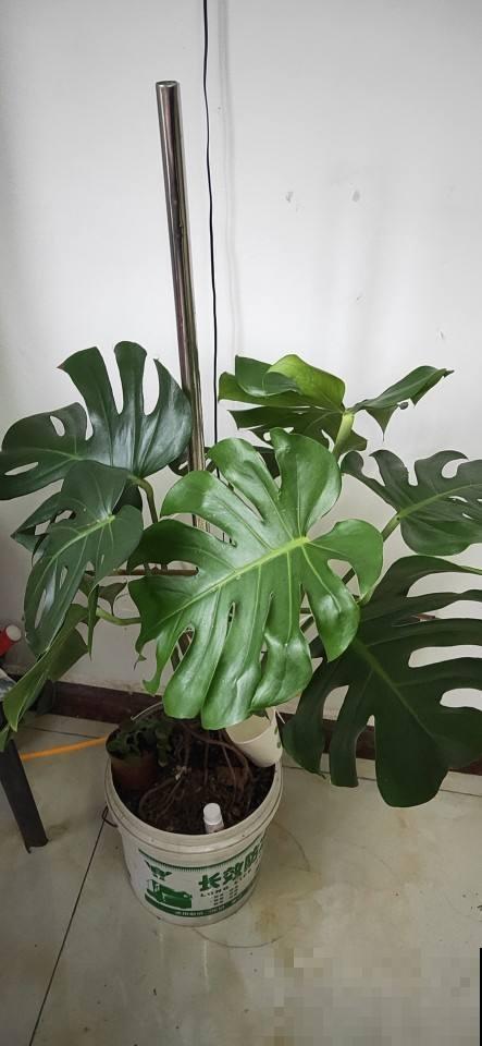 春天的风太大，叶子上灰尘厚厚一层， 得赶紧清洁