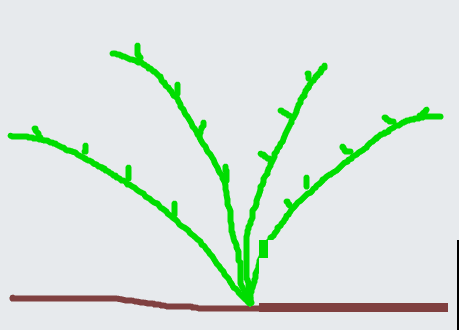 有院子的话，要种一整面花墙，呼呼开爆