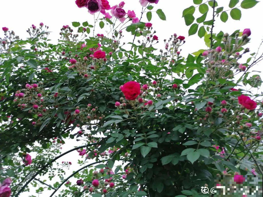 屋里种一棵爬藤花，夏天开花超旺，越热开花越多