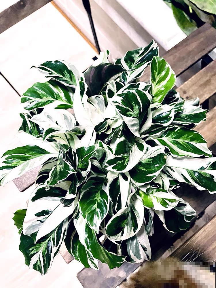 3种耐阴花，光不好也能嗖嗖长，摆家里特别上档次