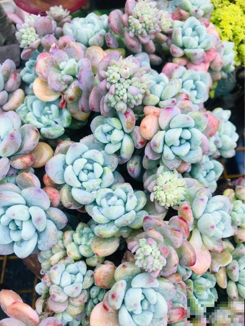 新手养多肉，打好基础是关键，5个要点要记住