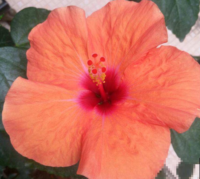 丹麦木槿养一盆，自己也能养成棒棒糖，五颜六色美极了！