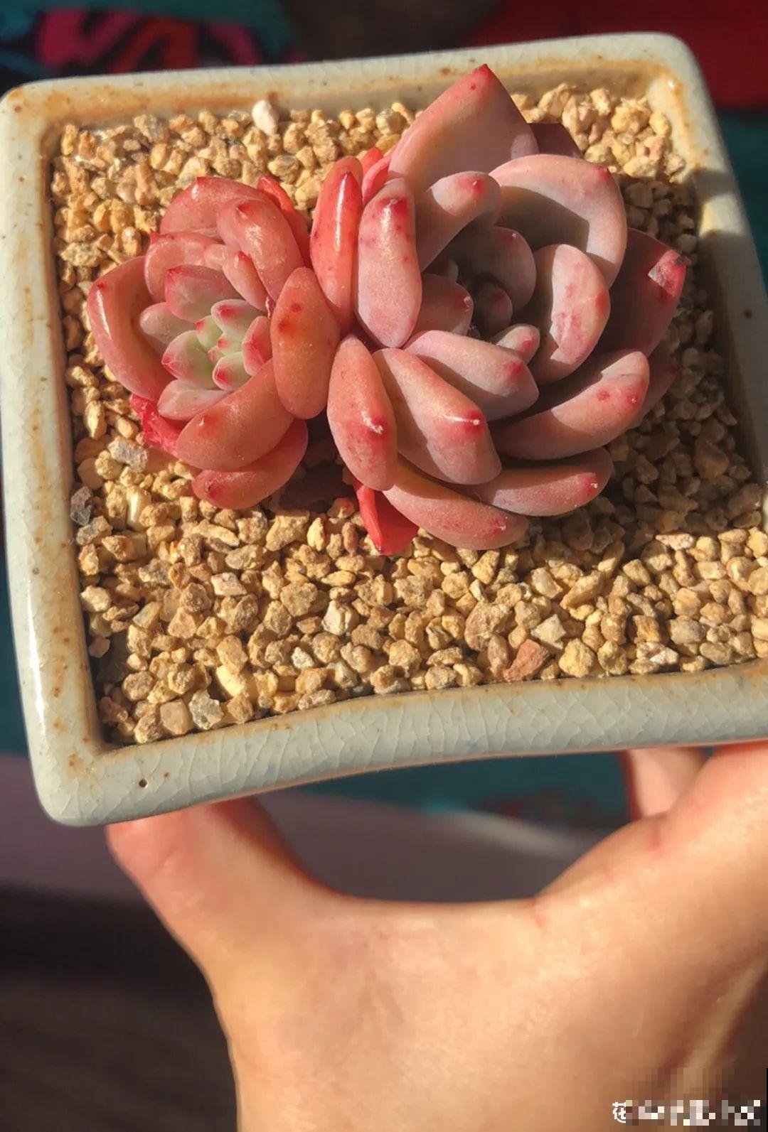 室内养多肉,也能养出水晶果冻色,任谁看到都说好 室内养多肉,也能养出水晶果冻色,任谁看到都说好