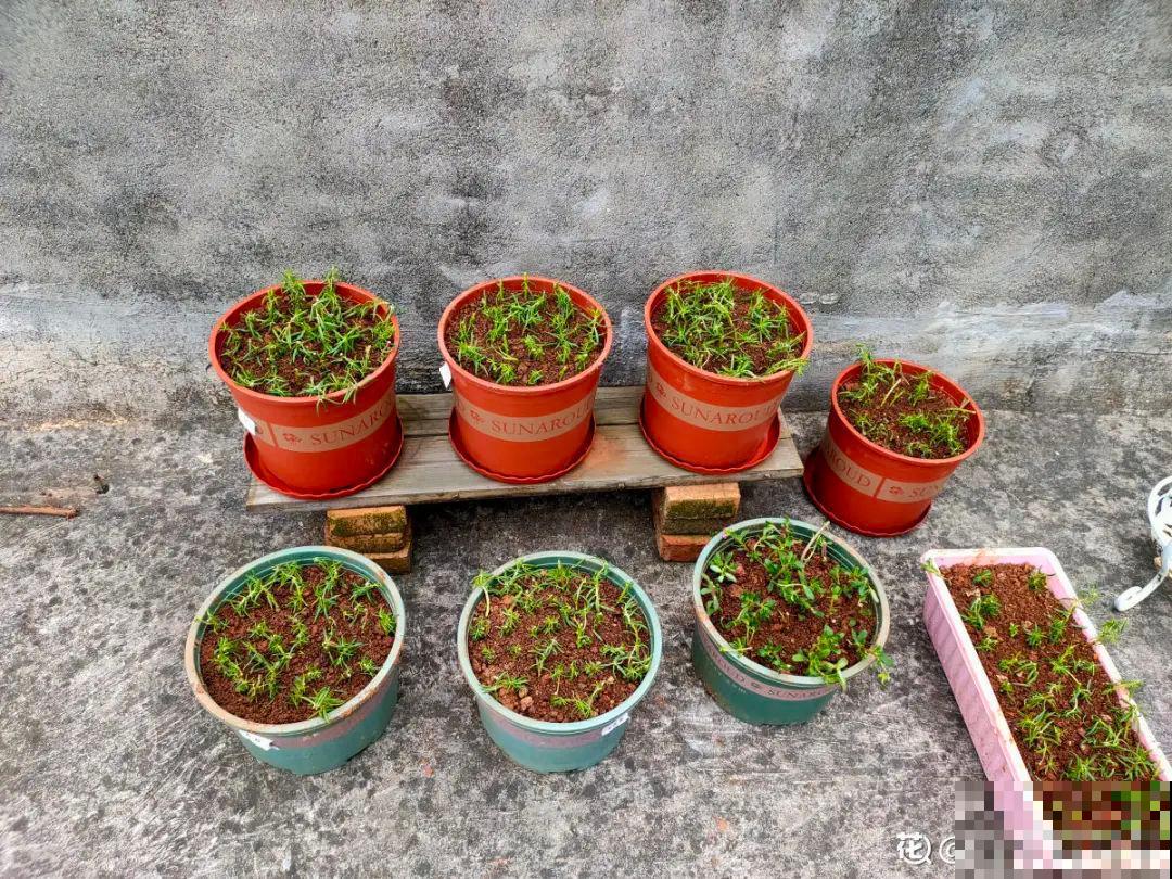 新买的绣球别猛晒，养在阴凉通风处最好，不然叶子全晒焦了