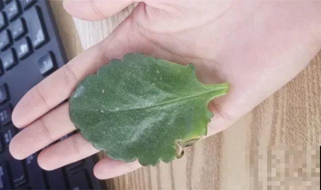 三角梅长不好?赶紧给它摘叶子,摘得越干净,长得越好 三角梅长不好?赶紧给它摘叶子,摘得越干净,长得越好