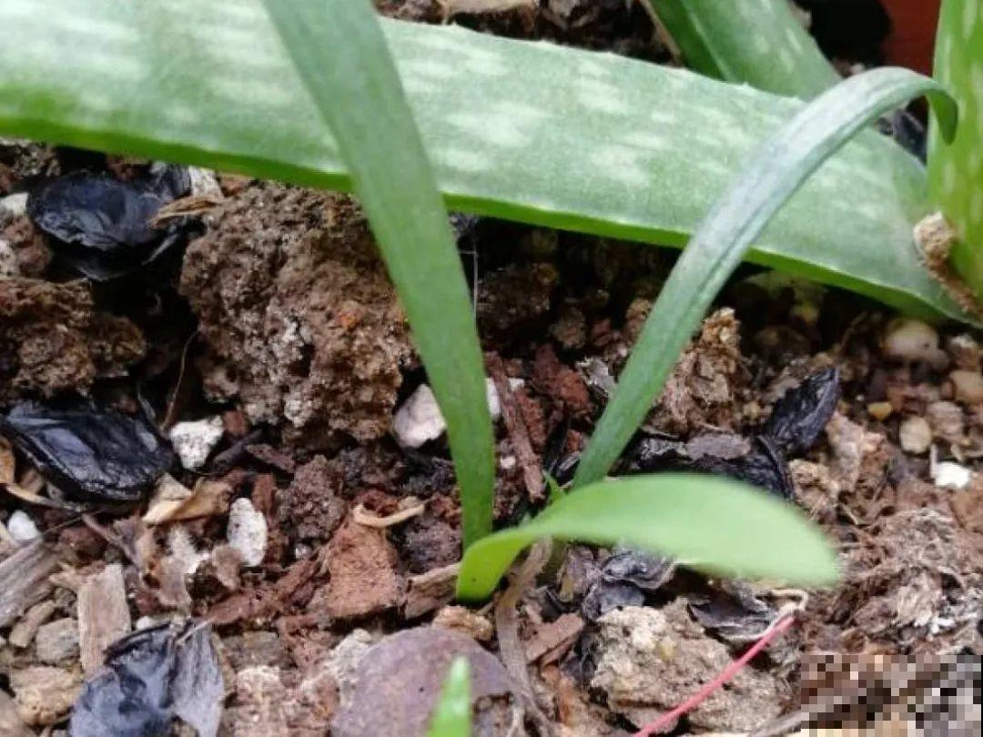 20种花不用买，开完花等20天，爆出好多种子！