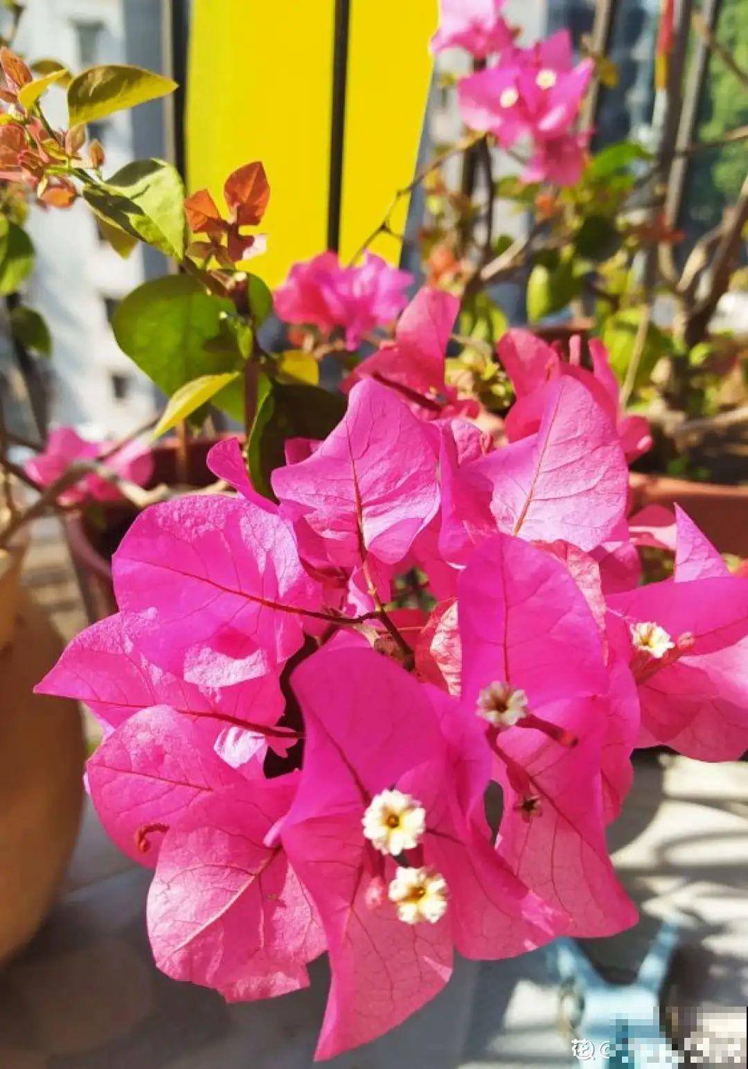 9层楼高的三角梅，足足养了28年，不得不服！