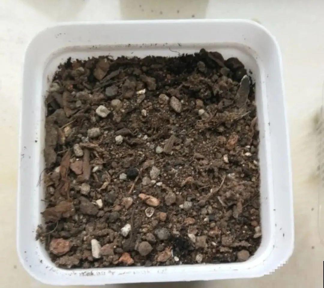 6种花夏天扦插,枝条剁8段、撒土里,3岁小孩都能插活! 6种花夏天扦插,枝条剁8段、撒土里,3岁小孩都能插活!