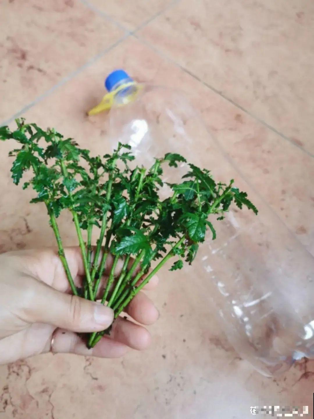 夏天扦插小木槿，半个月生根，养成棒棒糖开出花球