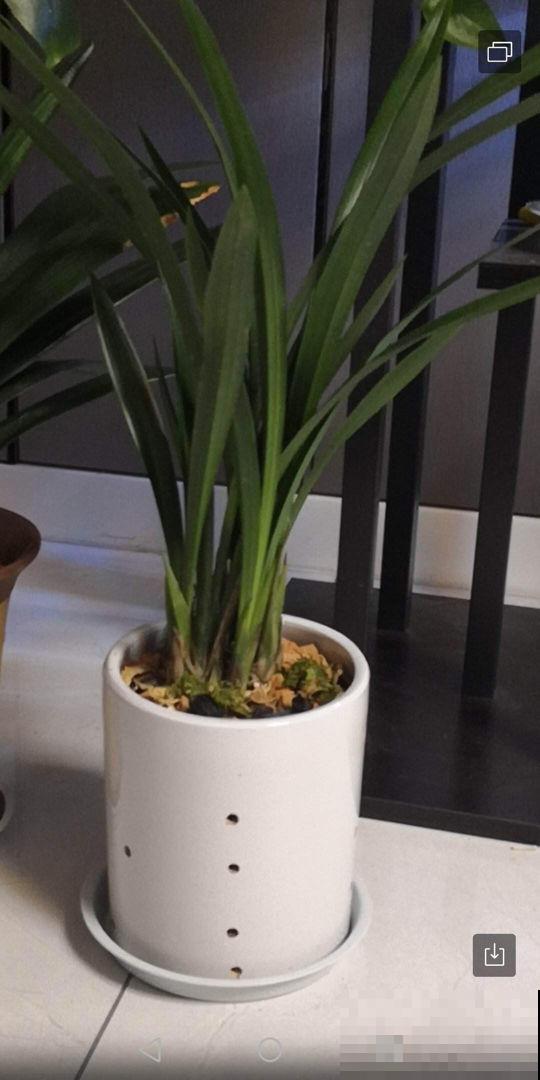 花盆的作用大多数人都忽视了，现在选好了，养花特省事！