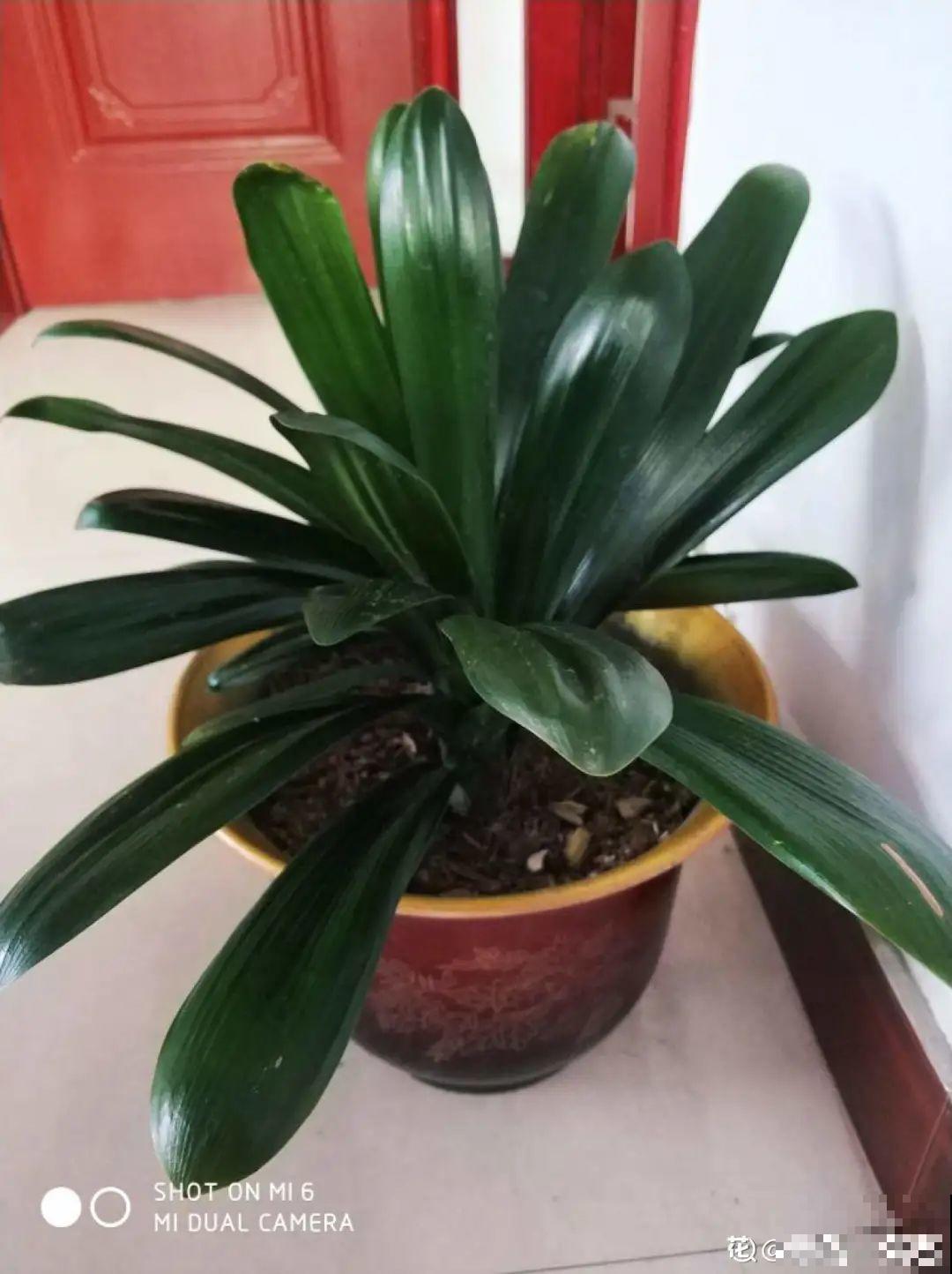 长寿开花后，要好好修剪，很快冒新芽