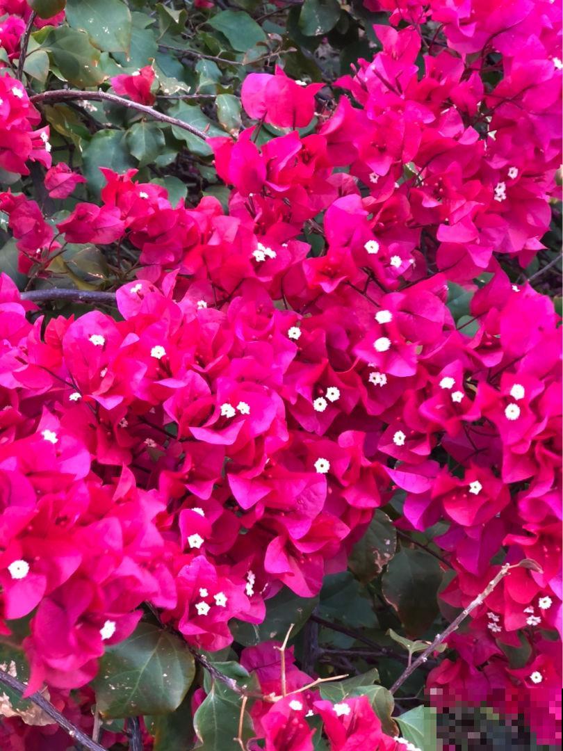 4种花一旦入了品种坑,钱包一天比一天薄,根本出不了坑 4种花一旦入了品种坑,钱包一天比一天薄,根本出不了坑