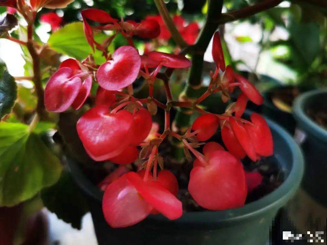 适合大门口养的花，开花时间要长，开花也要大气