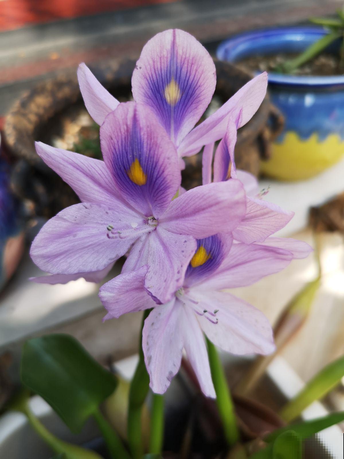 入侵植物太可怕，泛滥严重，家里见到就要拔干净