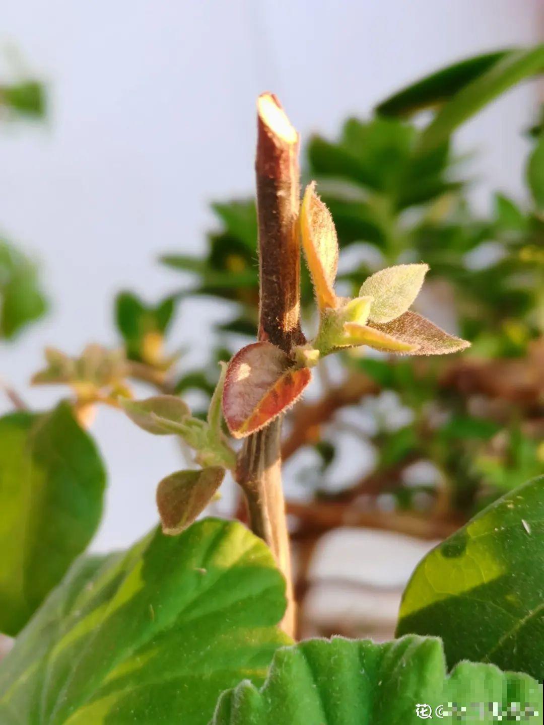 三角梅长不好?赶紧给它摘叶子,摘得越干净,长得越好 三角梅长不好?赶紧给它摘叶子,摘得越干净,长得越好