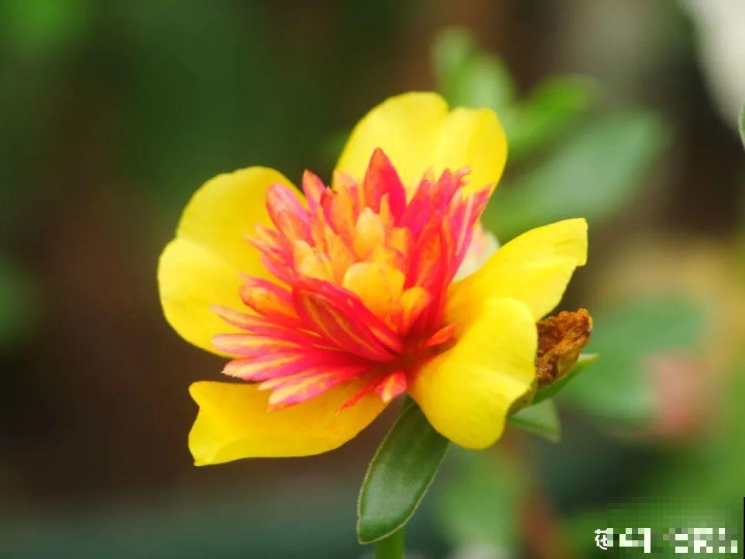 春天养太阳花,猛晒太阳才开花,扦插特好活 春天养太阳花,猛晒太阳才开花,扦插特好活