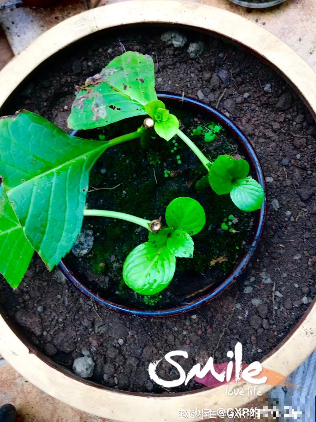 夏天扦插最好活，剪个枝条插土里，10天就生根！