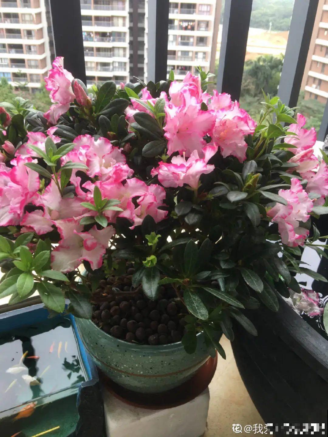 夏天怕晒的花,赶紧搬到阴凉地儿,再晒成枯杆了 夏天怕晒的花,赶紧搬到阴凉地儿,再晒成枯杆了