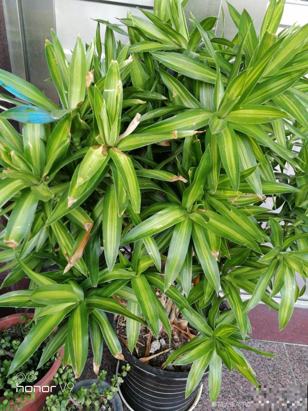 富贵的“堂兄弟”，个个颜值高，还特别好养活