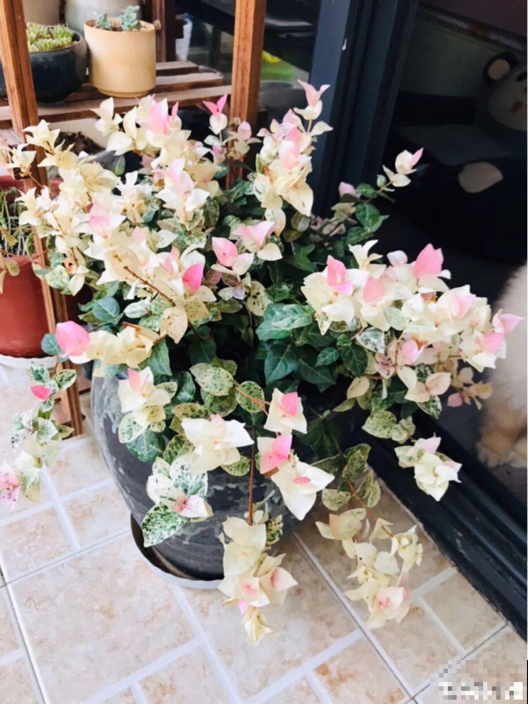 28种耐阴花，没光也能开爆盆，养在家里超有范儿