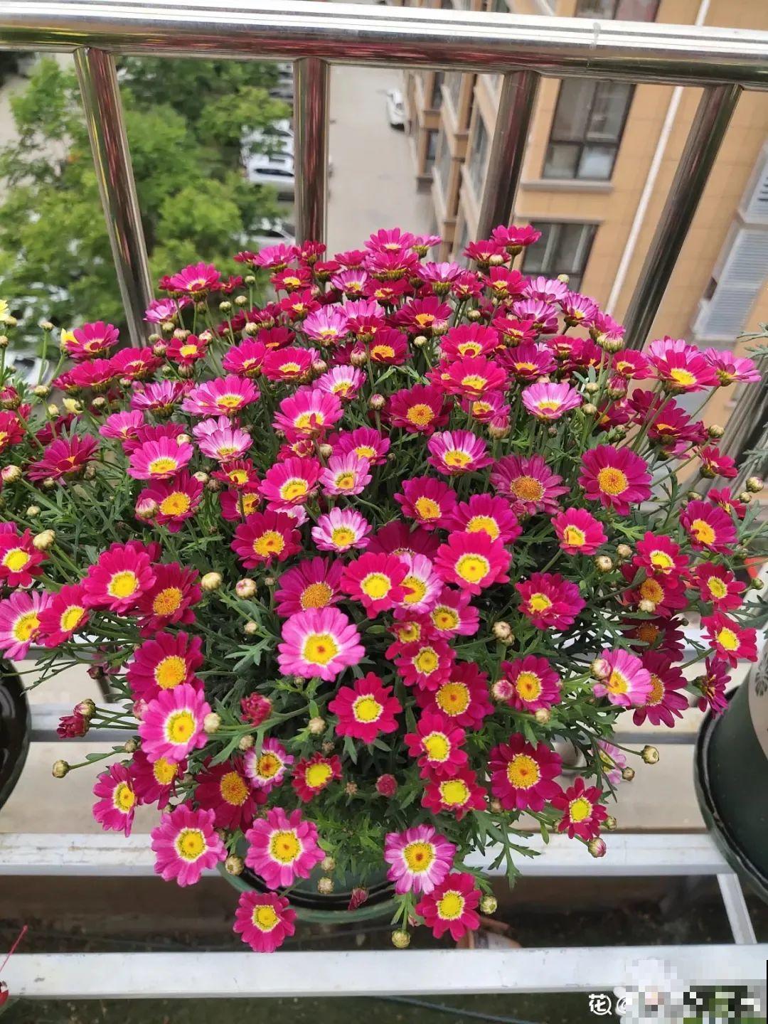玛格丽特花期长，开花易爆盆，开成花球没问题